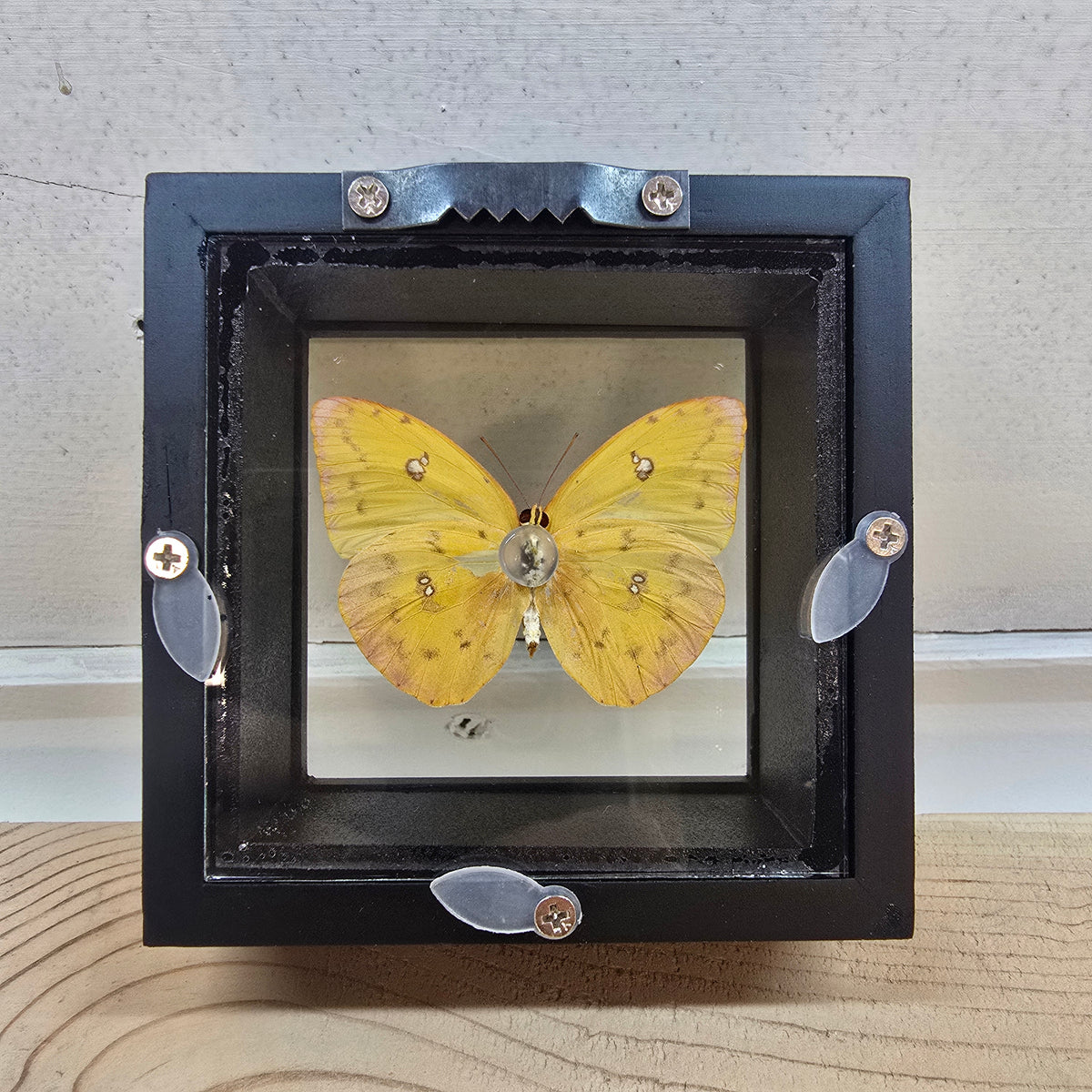 Orange Barred Sulfur (Female) Butterfly Shadow Box Frame