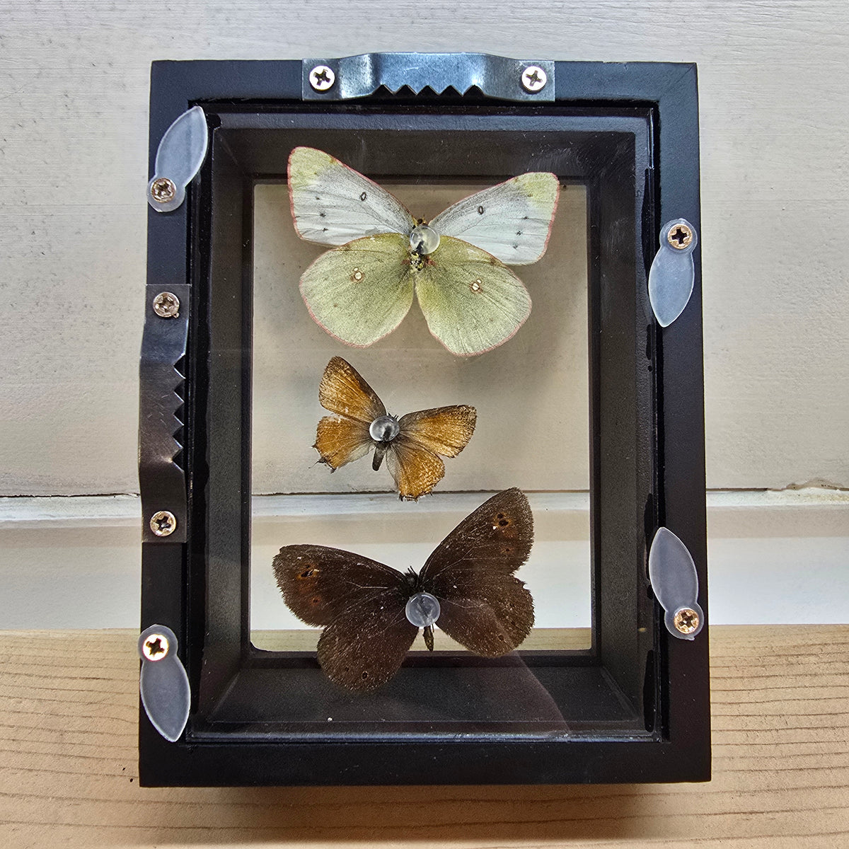 Small Butterfly Trio Shadow Box Frame