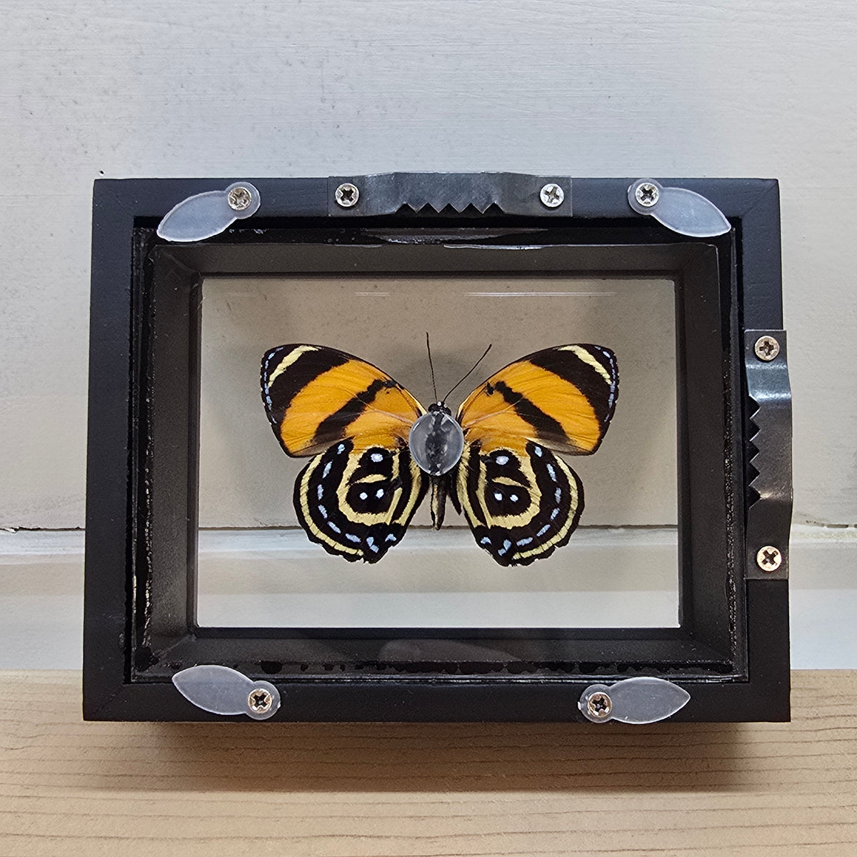 BD Butterfly Shadow Box Frame