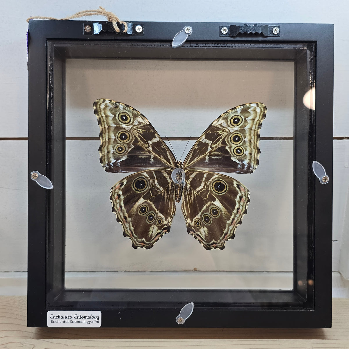 Blue-Banded Morpho Butterfly Shadow Box Frame