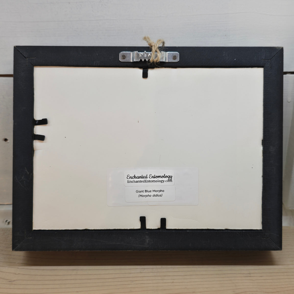 Giant Blue Morpho Butterfly Shadow Box Frame