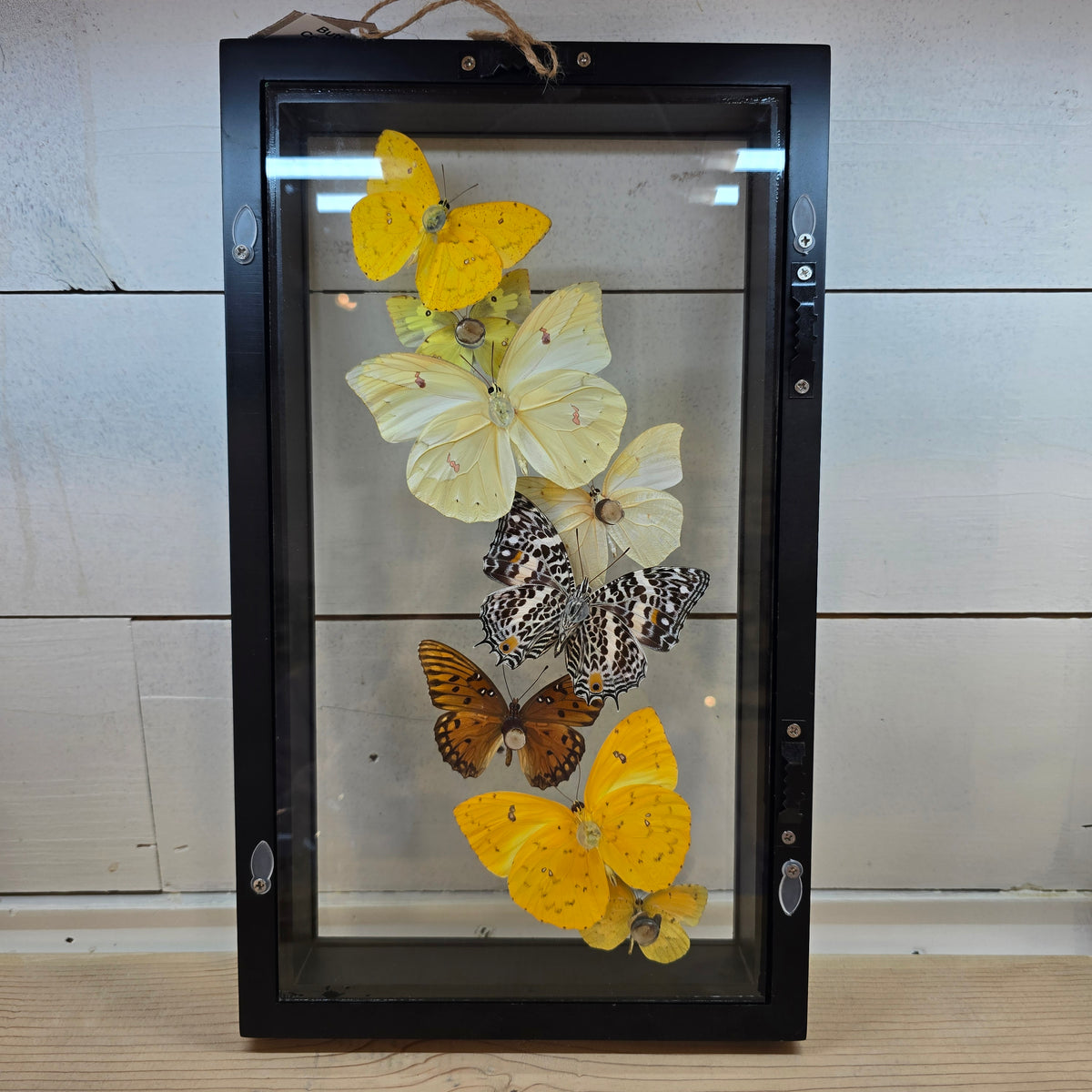 Butterfly Collection Shadow Box Frame