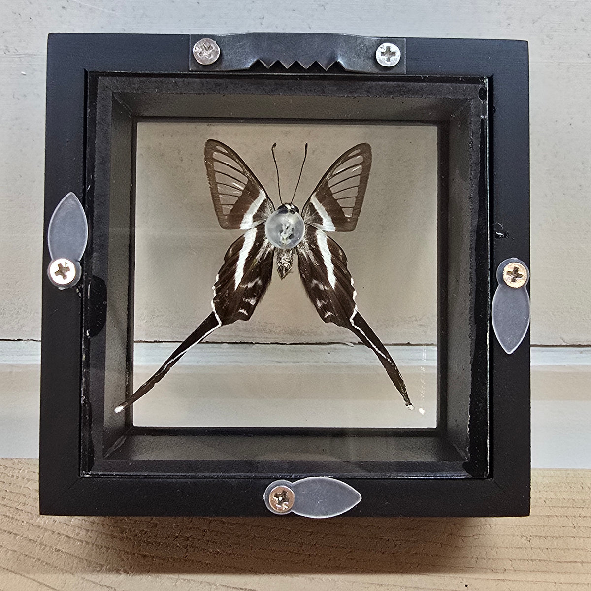 White Dragontail Butterfly Shadow Box Frame