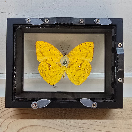 Apricot Sulphur Butterfly Shadow Box Frame
