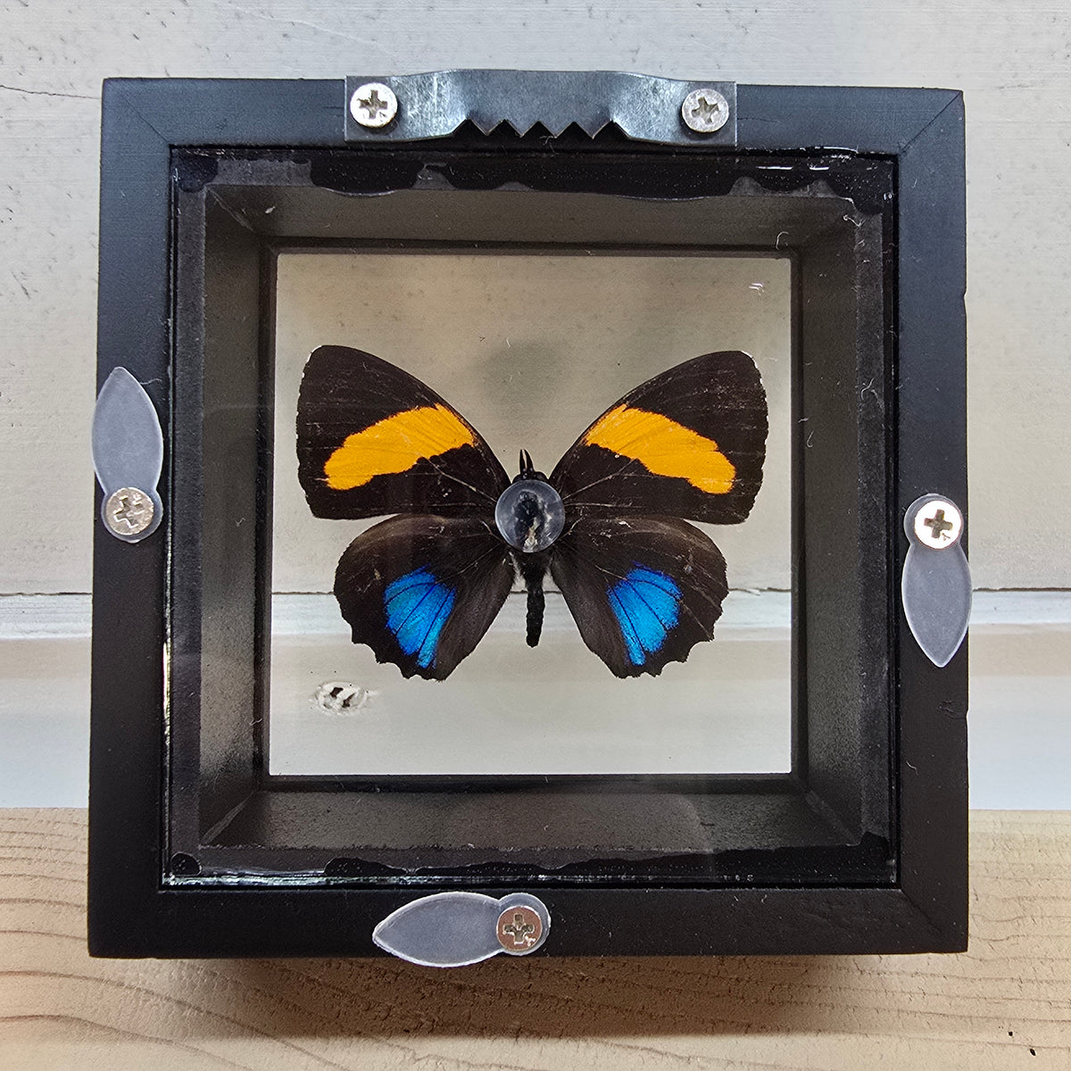 Aegina Numberwing Butterfly Shadow Box Frame