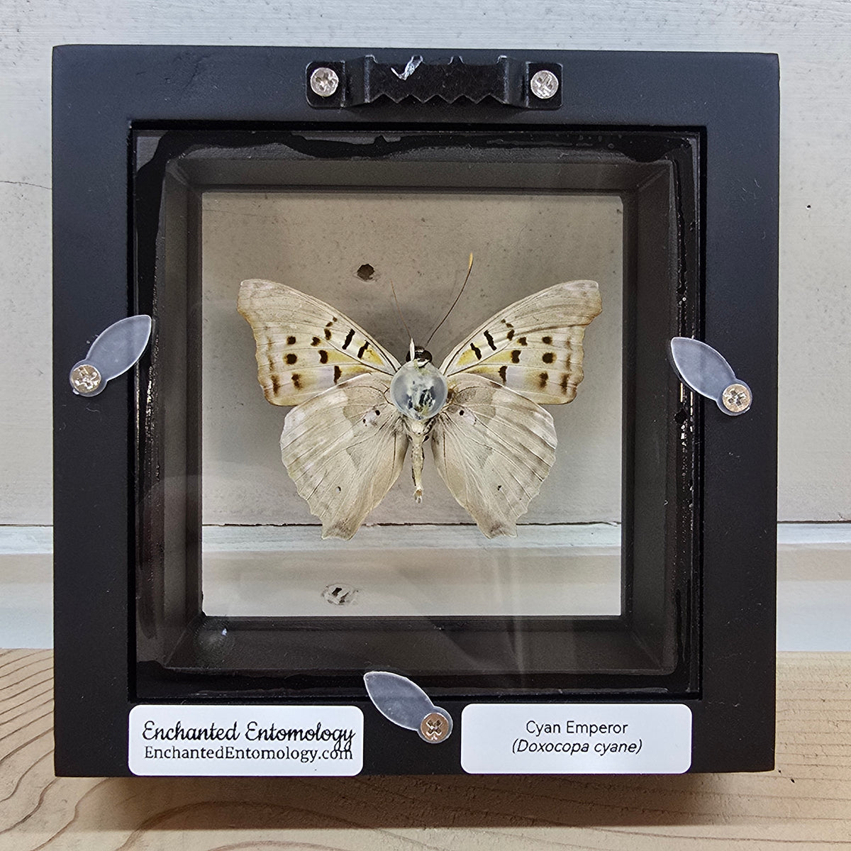 Cyan Emperor Butterfly Shadow Box Frame