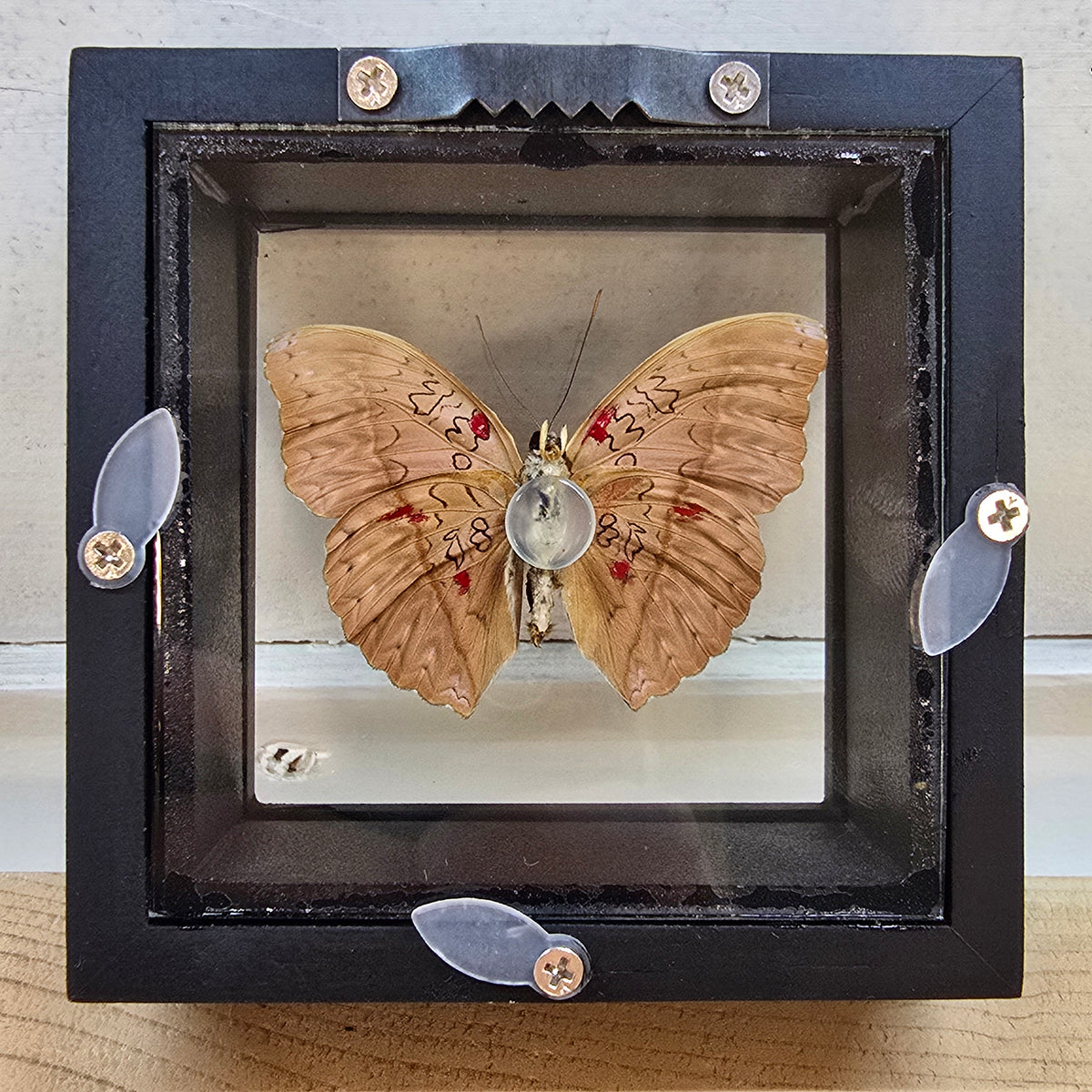 Blood Red Glider Butterfly Shadow Box Frame