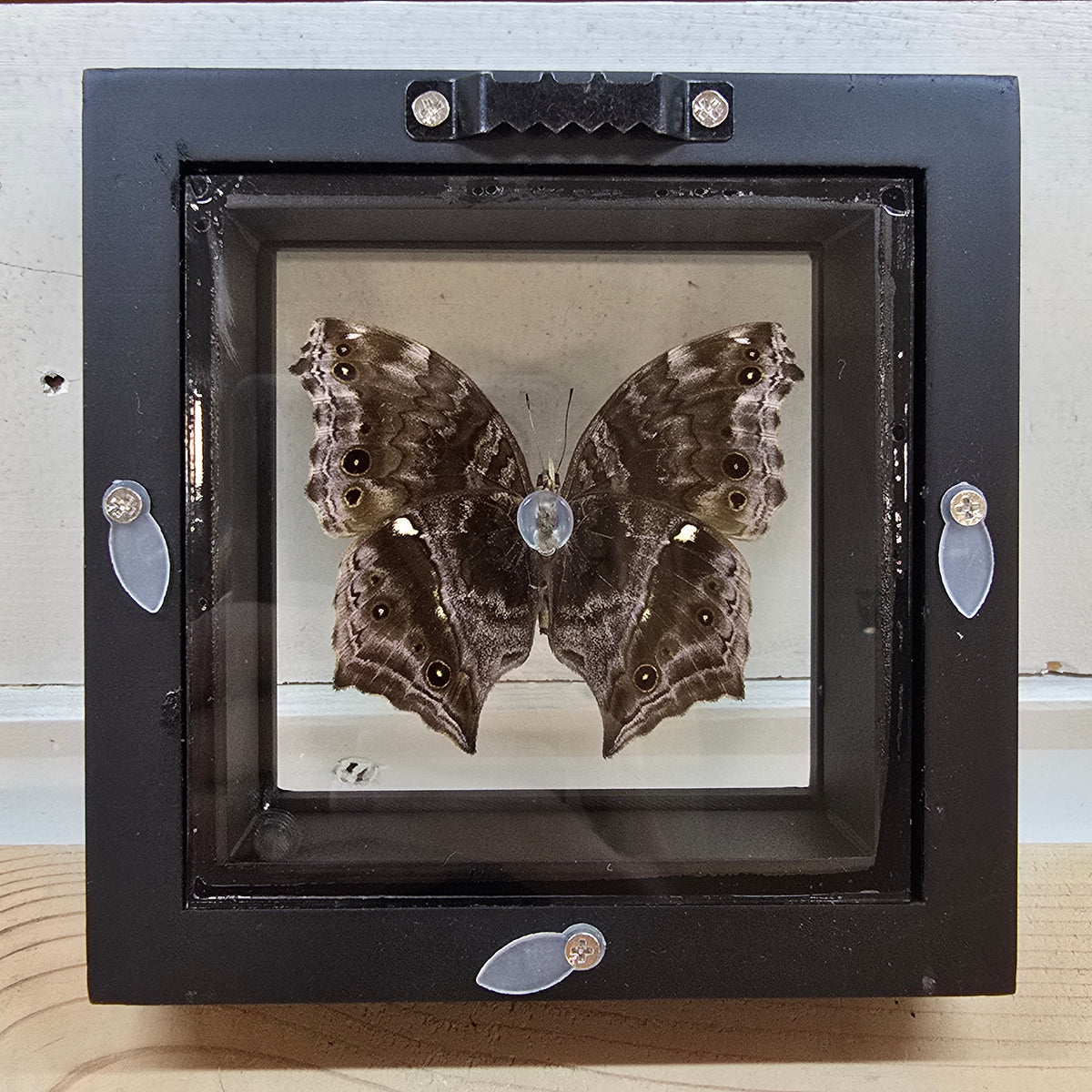 Blue Mother-of-Pearl Butterfly Shadow Box Frame