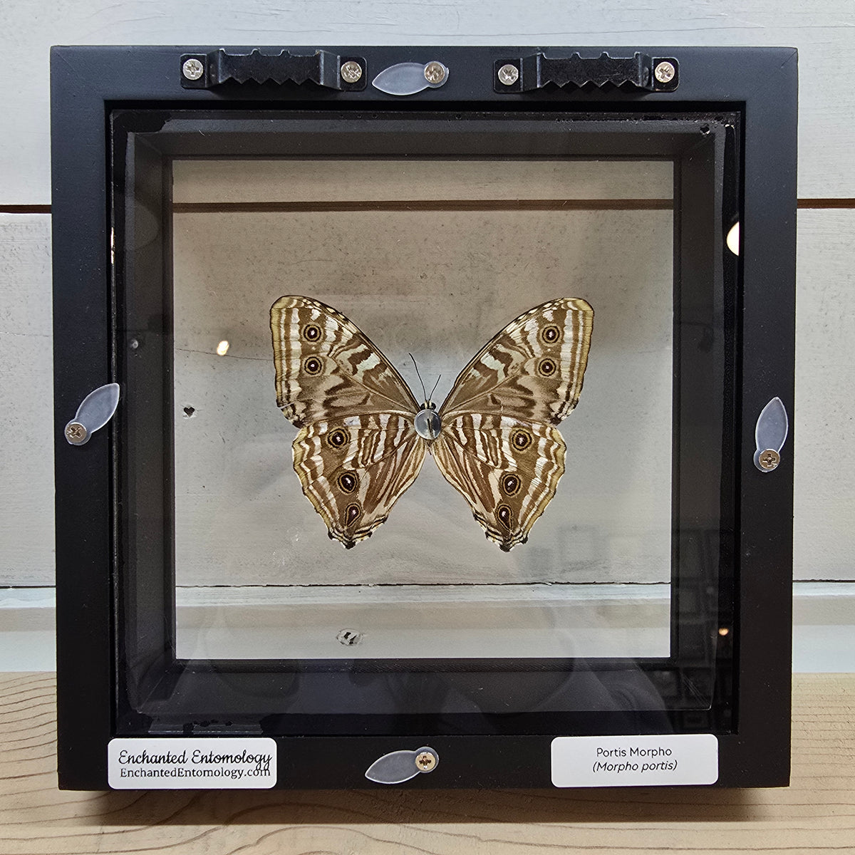 Portis Morpho Butterfly Shadow Box Frame