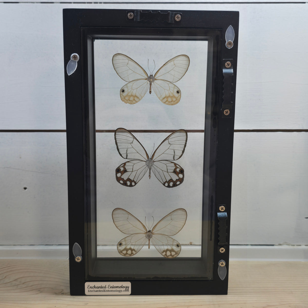 Glasswing Butterfly Trio Shadow Box Frame