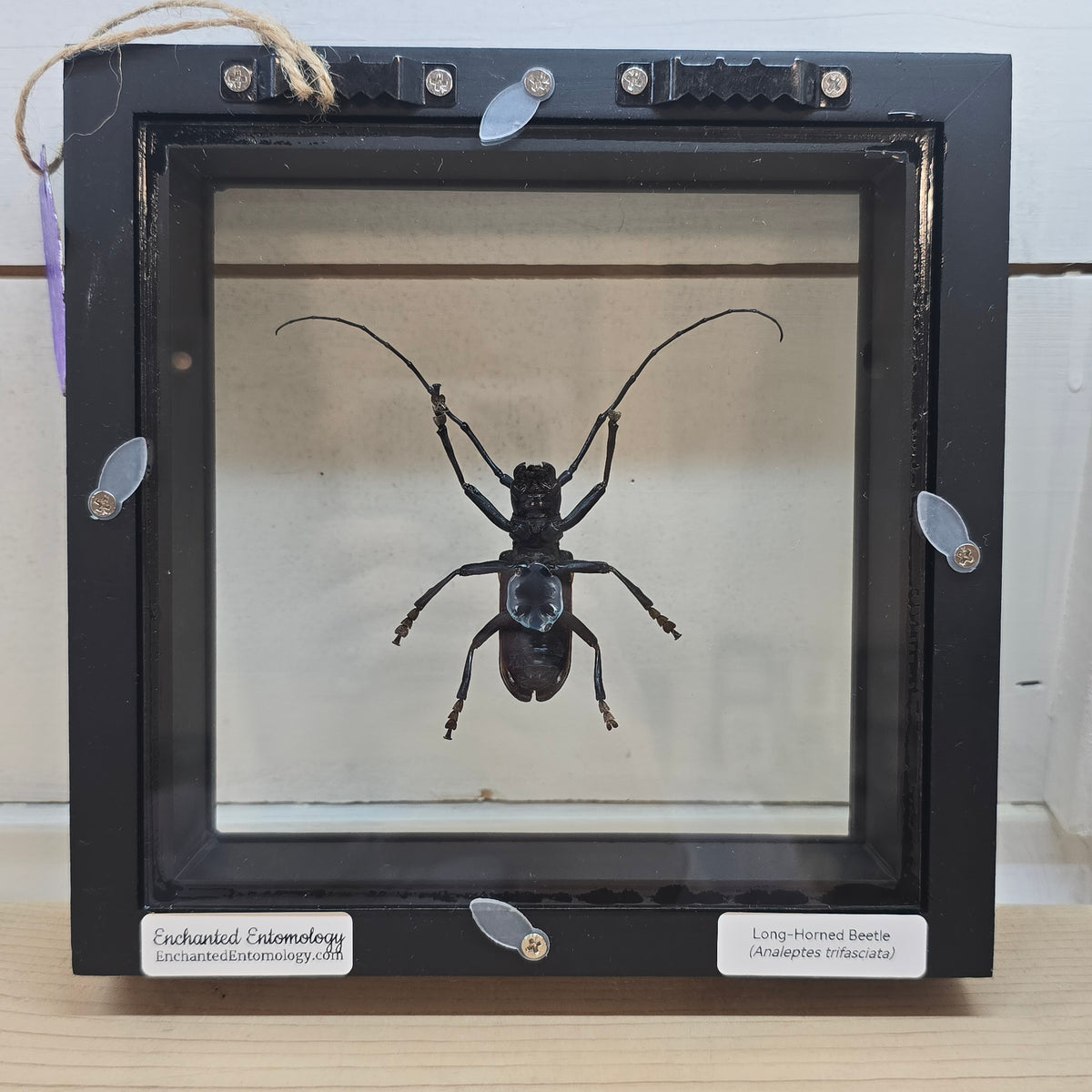 Longhorn Beetle Shadow Box Frame