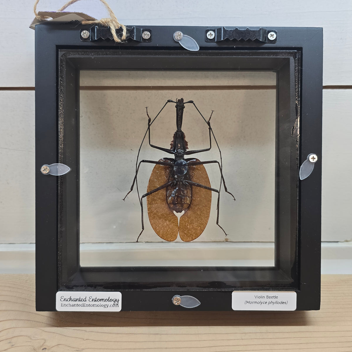 Violin Beetle Shadow Box Frame