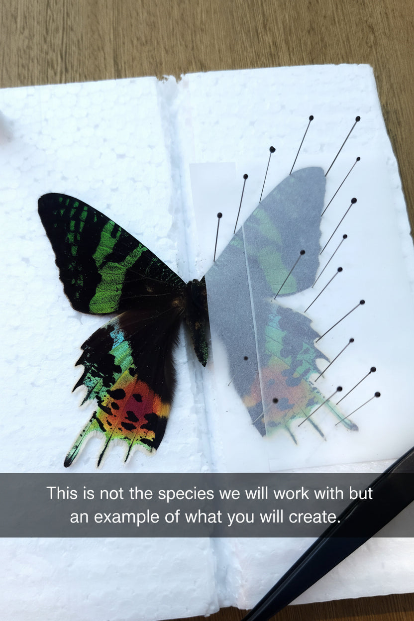 Swift Swallowtail Butterfly Pinning Class - Friday 7/24/26 at 6pm