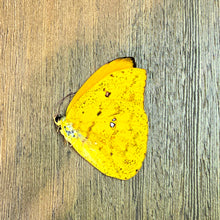 Load image into Gallery viewer, Orange-Barred Sulphur Butterfly - Unmounted/Papered Specimen