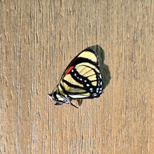 Load image into Gallery viewer, Callicore cajetani - Unmounted/Papered Specimen