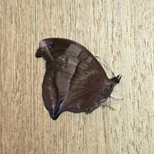 Load image into Gallery viewer, Blue Hookwing- Unmounted/Papered Specimen