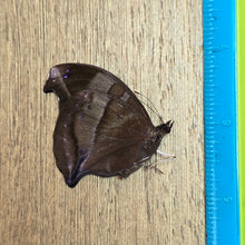 Load image into Gallery viewer, Blue Hookwing- Unmounted/Papered Specimen
