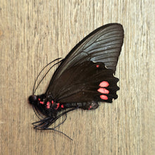 Load image into Gallery viewer, Emerald-Patched Cattle Heart Butterfly - Unmounted/Papered Specimen