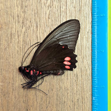 Load image into Gallery viewer, Emerald-Patched Cattle Heart Butterfly - Unmounted/Papered Specimen