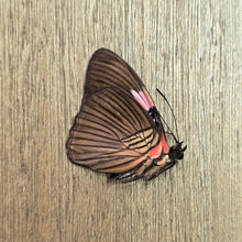Load image into Gallery viewer, Pink-Banded Sister Butterfly - Unmounted/Papered Specimen