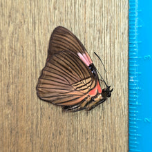 Load image into Gallery viewer, Pink-Banded Sister Butterfly - Unmounted/Papered Specimen