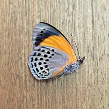 Load image into Gallery viewer, Dotted Glory - Unmounted/Papered Specimen