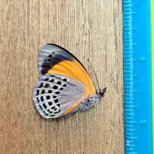 Load image into Gallery viewer, Dotted Glory - Unmounted/Papered Specimen