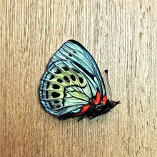 Load image into Gallery viewer, Leprieur's Glory Butterfly - Unmounted/Papered Specimen