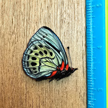 Load image into Gallery viewer, Leprieur's Glory Butterfly - Unmounted/Papered Specimen