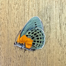 Load image into Gallery viewer, Hewitson's Glory - Unmounted/Papered Specimen