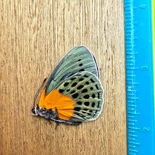 Load image into Gallery viewer, Hewitson's Glory - Unmounted/Papered Specimen