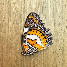 Load image into Gallery viewer, Malay lacewing - Unmounted/Papered Specimen