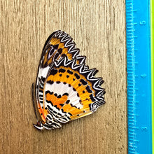 Load image into Gallery viewer, Malay lacewing - Unmounted/Papered Specimen