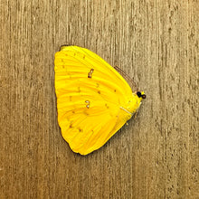 Load image into Gallery viewer, Apricot Sulfur - Unmounted/Papered Specimen