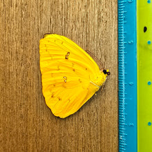 Load image into Gallery viewer, Apricot Sulfur - Unmounted/Papered Specimen