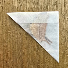 Load image into Gallery viewer, Corinna Daggerwing - Unmounted/Papered Specimen