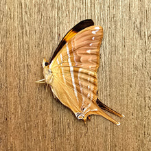 Load image into Gallery viewer, Corinna Daggerwing - Unmounted/Papered Specimen