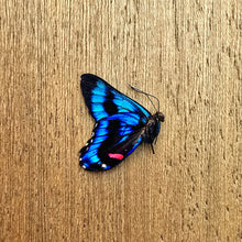 Load image into Gallery viewer, Meliboeus Swordtail - Unmounted/Papered Specimen