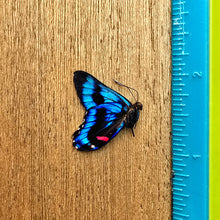 Load image into Gallery viewer, Meliboeus Swordtail - Unmounted/Papered Specimen