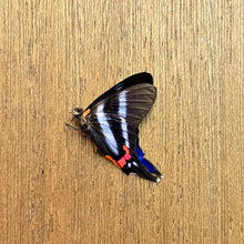 Load image into Gallery viewer, Blue Doctor Butterfly - Unmounted/Papered Specimen