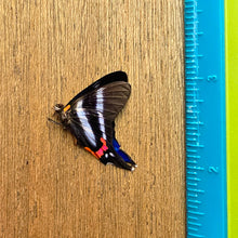 Load image into Gallery viewer, Blue Doctor Butterfly - Unmounted/Papered Specimen