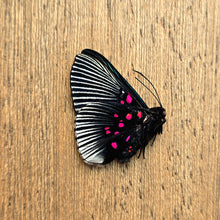 Load image into Gallery viewer, Apollo metalmark - Unmounted/Papered Specimen