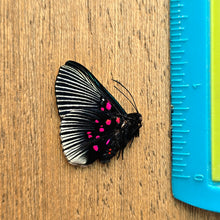 Load image into Gallery viewer, Apollo metalmark - Unmounted/Papered Specimen