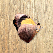 Load image into Gallery viewer, Blue-Frosted Banner Butterfly - Unmounted/Papered Specimen