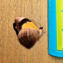 Load image into Gallery viewer, Blue-Frosted Banner Butterfly - Unmounted/Papered Specimen