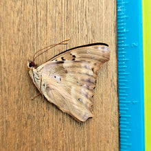 Load image into Gallery viewer, 25 - Unmounted/Papered Specimen