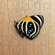 Load image into Gallery viewer, Callicore Butterfly - Unmounted/Papered Specimen