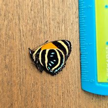 Load image into Gallery viewer, Callicore Butterfly - Unmounted/Papered Specimen