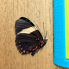 Load image into Gallery viewer, Turquoise Cracker - Unmounted/Papered Specimen