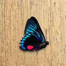 Load image into Gallery viewer, Metalmark Butterfly - Unmounted/Papered Specimen